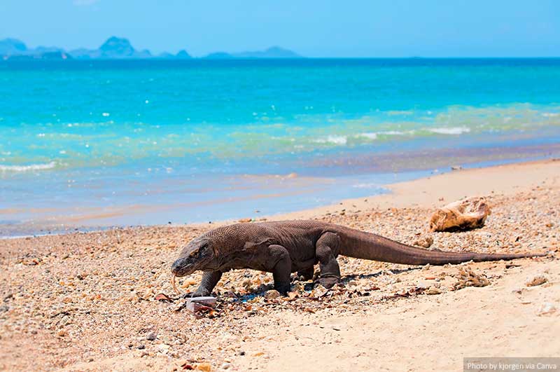 Komodo Dragon