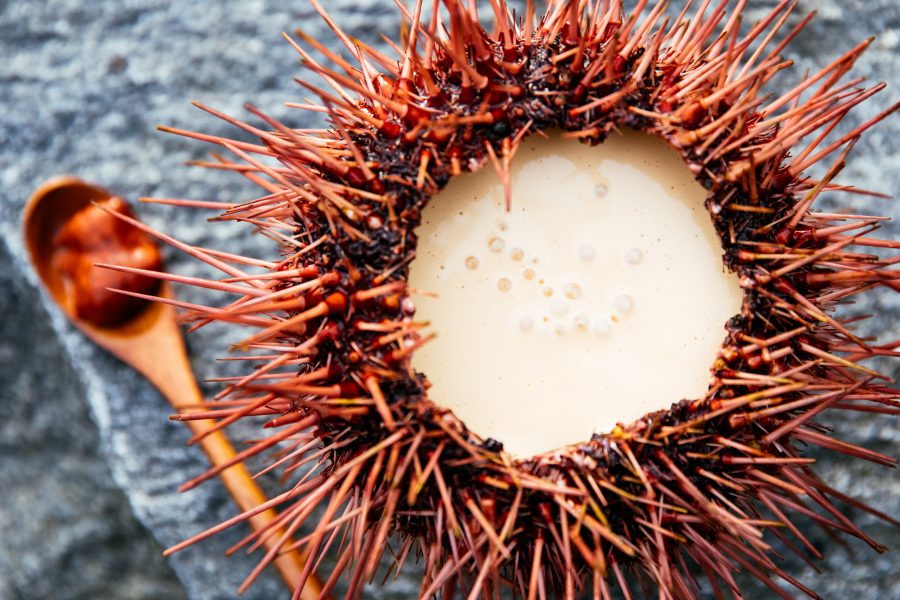 Soup in a sea urchin bowl Nimmo Bay