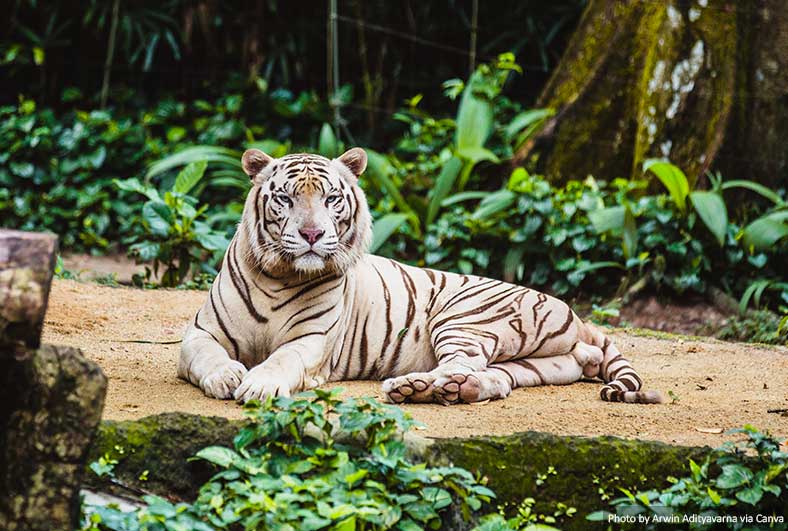 White Tiger, Singapore Zoo