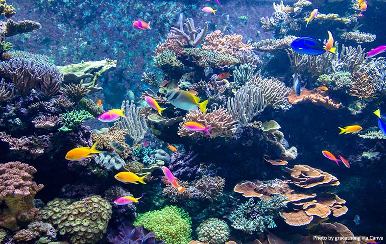 Colourful fish in an aquarium