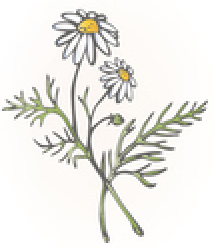 Chamomile-illustration