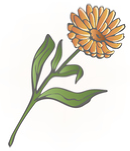 calendula-illustration