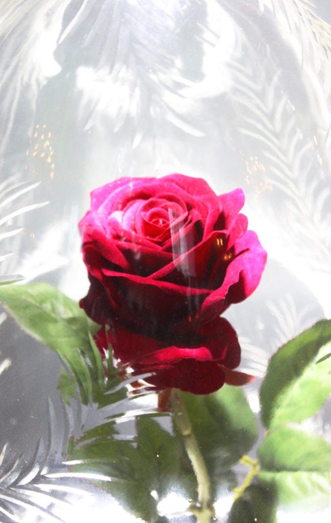 beauty-and-the-beast-rose-latest-in-beauty