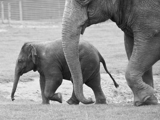 A baby elephant