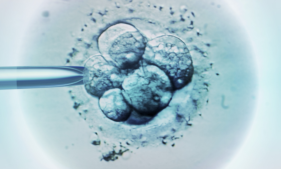 The-Promise-of-Synthetic-Embryos-Thehealthcaredaily